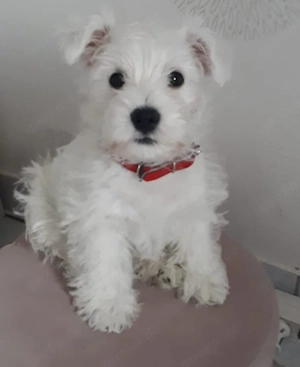 West Highland White Terrier 