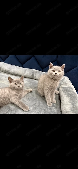 4 süße weibliche Katzenbabys suchen ein liebevolles Zuhause