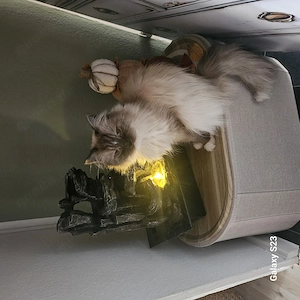 Simba der kleine Wuschel 4 Jahre BKH Perser Mix