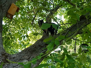    **Schwarze Katzen verdienen eine Chance!**   