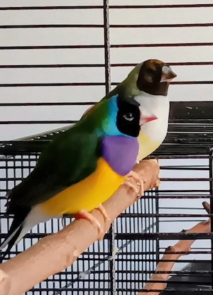 Gouldamadinen Pärchen jung aus Hobbyzucht 