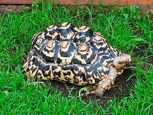 Pantherschildkröte mir CITES Herkunftsnachweis 