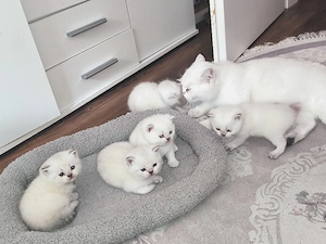 Britisch kurzhaar Kitten 