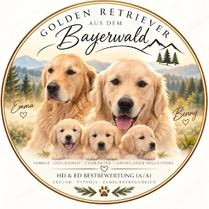 golden Retriever Welpen ab sofort auszugsbereit