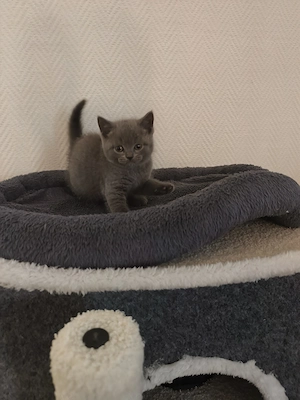 Süßes BKH-Kitten in Blue sucht ein liebevolles Zuhause!