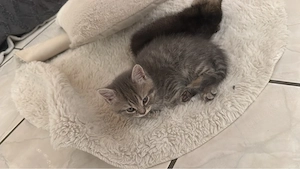 zwei Kitten geschwister weiblich 
