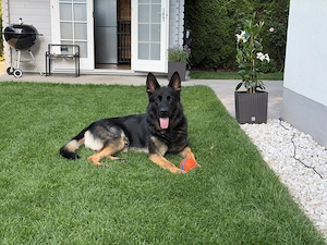 Deutscher Schäferhund 2 Jahre alt in beste Hände abzugeben