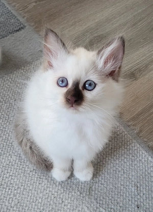 Heilige-Birma-Kitten ab 12 Wochen abgabebereit