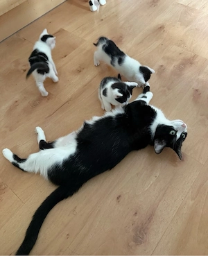 Katze mit Babykatzen 