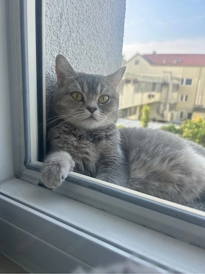 nala sucht ihr zuhause 
