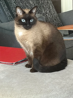 1 Siamkater zu verschenken. 