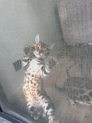 Reinrassige Bengal Kitten