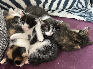 Putzmuntere Kitten in liebevolle Hände abzugeben 