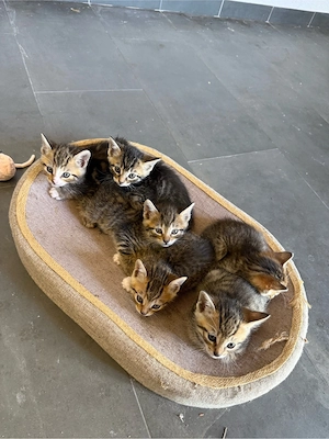 Europäisch Kurzhaar Babys
