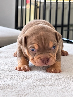 Exklusive American Bully Welpen - ABKC Bild 2