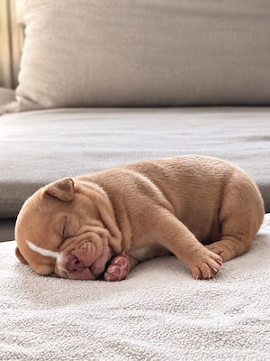 Exklusive American Bully Welpen - ABKC Bild 3