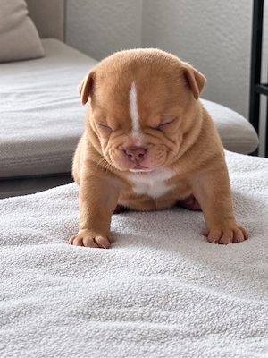 Exklusive American Bully Welpen - ABKC Bild 5