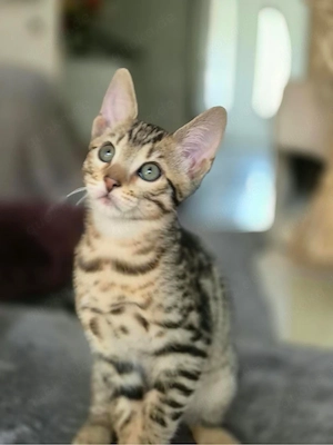 4 bezaubernde Kitten suchen ihr liebevolles Für-immer-Zuhause 