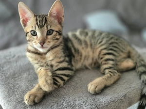 4 bezaubernde Kitten suchen ihr liebevolles Für-immer-Zuhause 