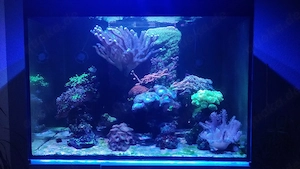    Meerwasser-Aquarium Aqua Medic Armatus 250 Weißglas   komplett mit Technik, Korallen & Besatz