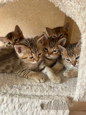 Bengal mix Kitten abzugeben