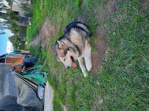 Malamute reinrassig in gute Hände