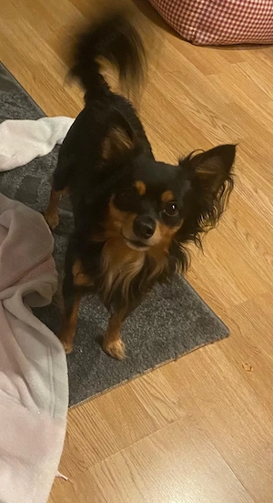 Deckrüde russkiy toy terrier sucht hündin 