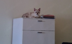 Bengal Mädchen 