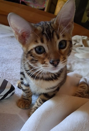 Bengal Babys