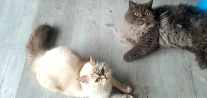 Zwei liebe Perserkatzen suchen ein neues, liebevolles Zuhause 