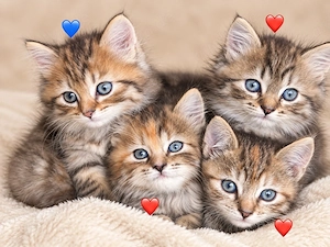 Birma Mix Kitten 