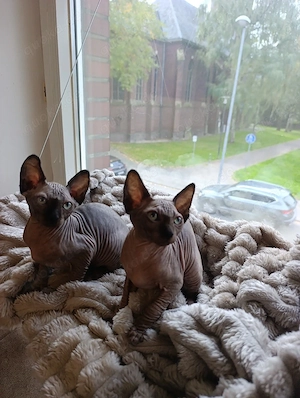 #  2 wunderschöne Sphynx-Kätzchen suchen ein liebevolles Zuhause 