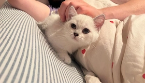 BKH Kater silver shaded Dringend