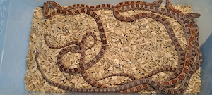 Wildfarben het Palmetto Corn Snake