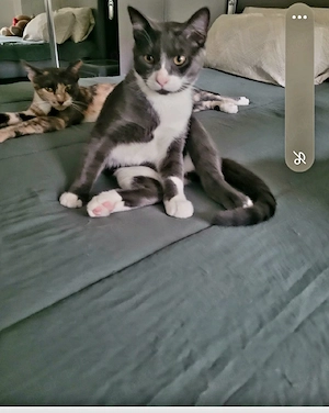 Katzen Babys 