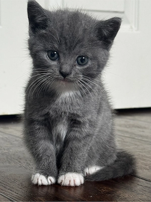 BKH Britisch Kurzhaar Kitten