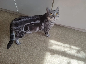 Katze verkaufen 