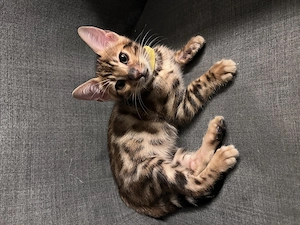 Wunderschöne reinrassige Bengal Kitten sucht ab 25.09.26 liebevolles Zuhause 
