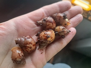 Achatschnecken 