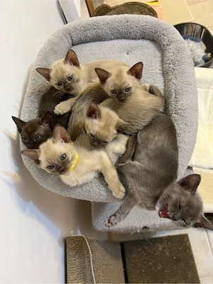 Wunderschöne Kater 