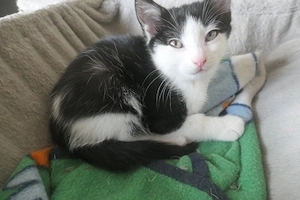 Babykatzen Kitten EK