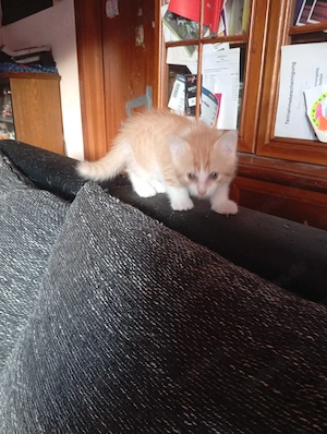 Katzen Kitten männlich 