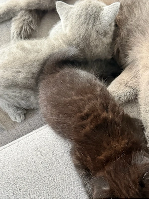 Kitte sucht Zuhause für immer 