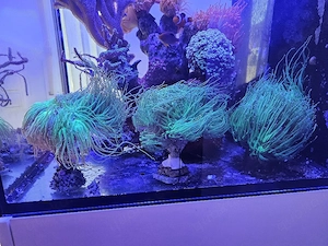 Meerwasser Aquarium lps Korallen Euphyllia 
