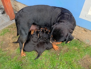 Rottweiler Welpen suchen liebevolle Familien