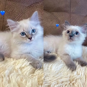 Nur noch 2 männl. Reinrassige Ragdoll Kitten 13 Wochen alt. Abgabebereit .