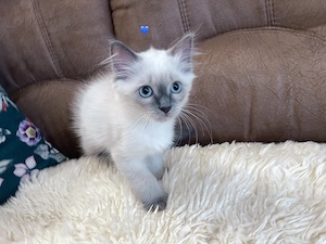 Nur noch 1 männl. Reinrassige Ragdoll Kitten 13 Wochen alt. Abgabebereit .