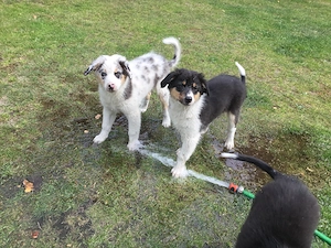 Australian Shepherd Blue-Merle-Harlekin Color