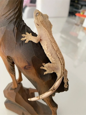 Kronengecko (Crested Gecko) Poss. Weibchen 