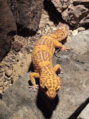 0.1 Godzilla Giant Copper Tremper Albino het Eclipse 